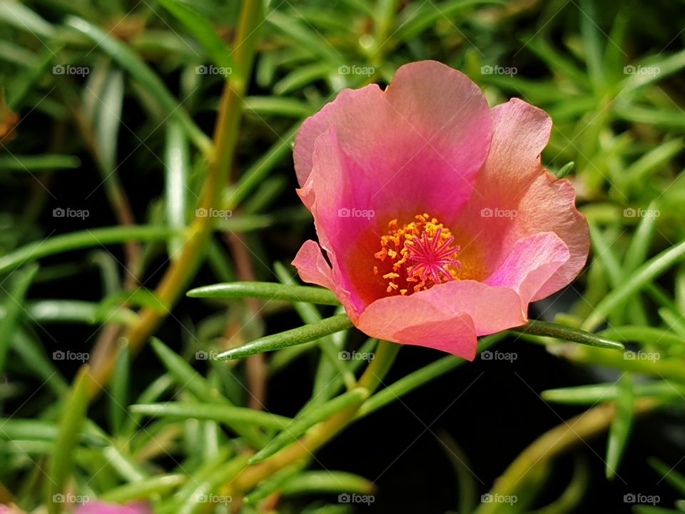 the beautiful flowers