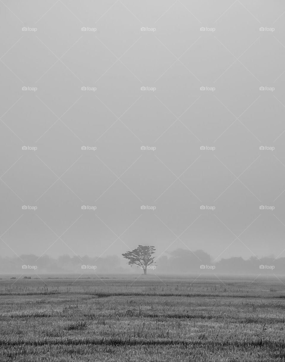 Lonely Tree in foggy fields 