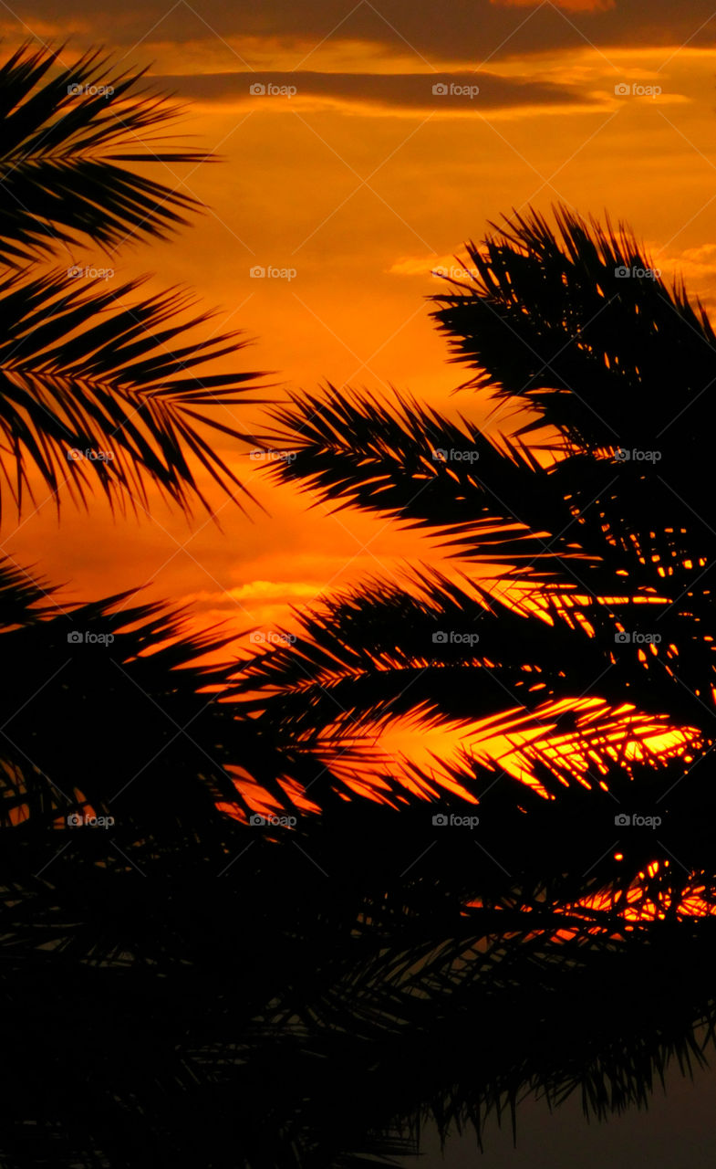 Silhouette of a tree at the time of sunset