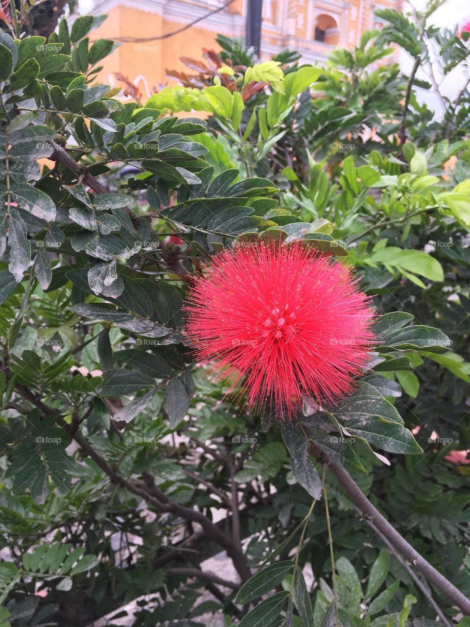 Don’t know what kind of flower but it’s super soft yet looks super spikey