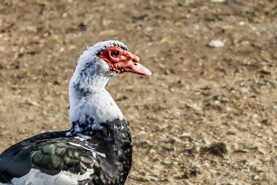 A Muscovy duck