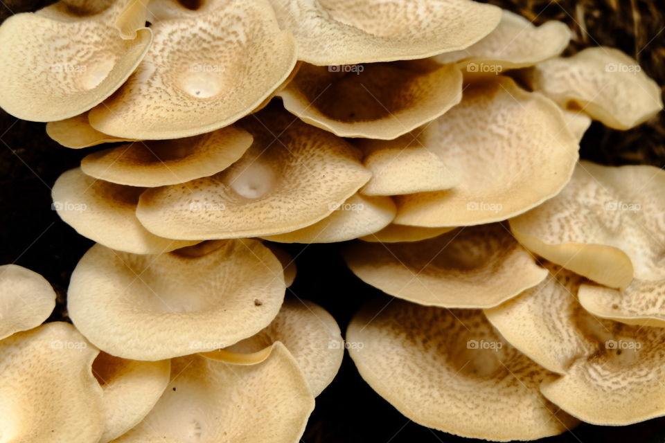 wood mushrooms
