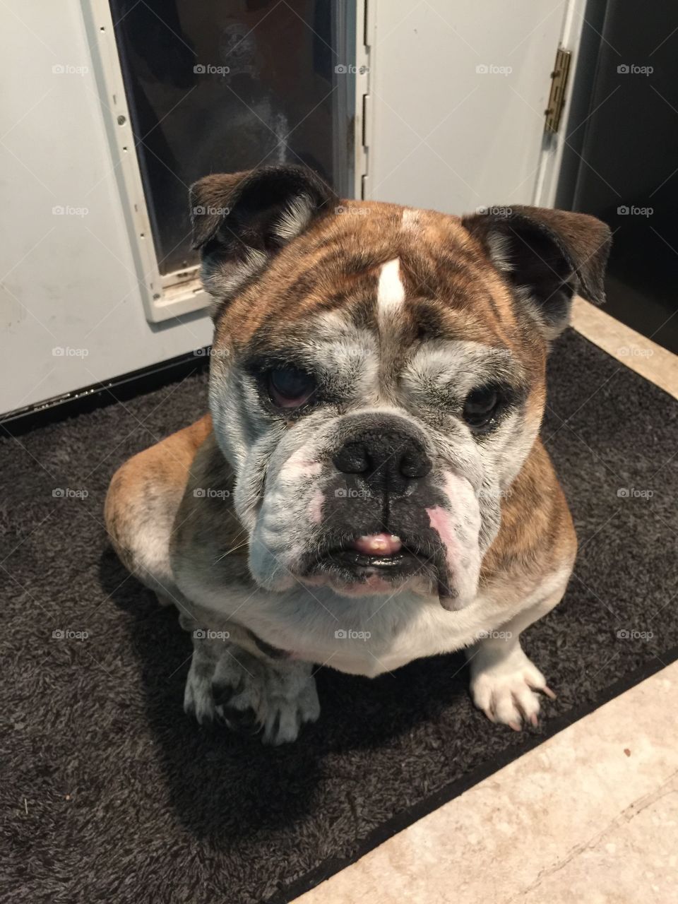 Fiona the English bulldog