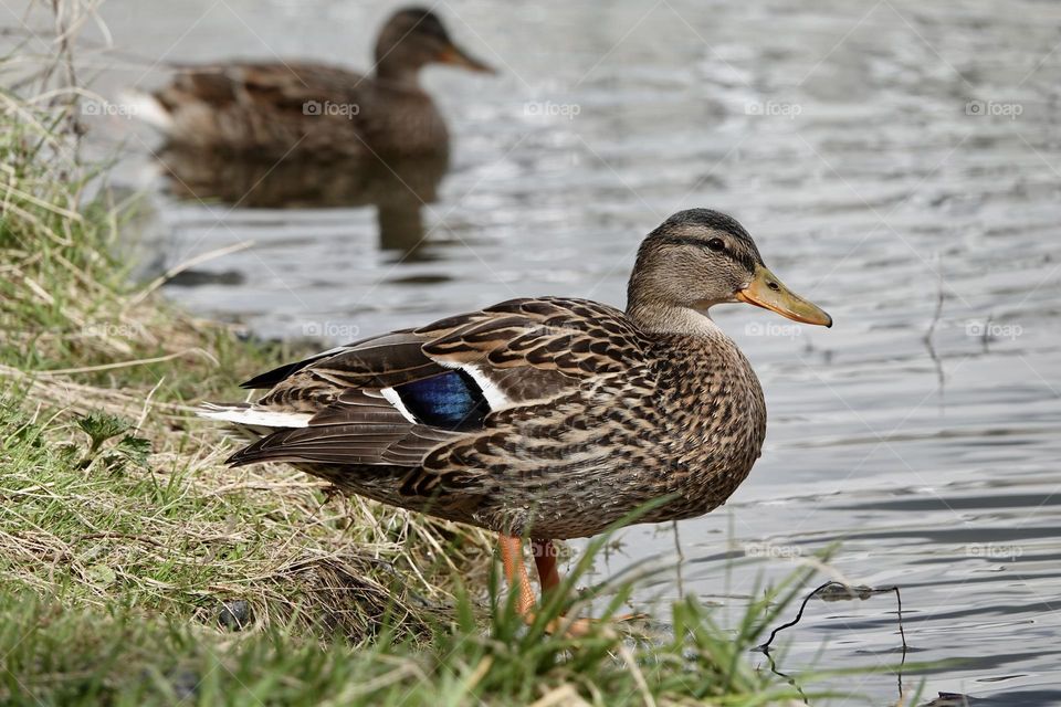 Solo female duck beside on green grass on the shore of the pond. Brown mallard duck standing in natural habitat