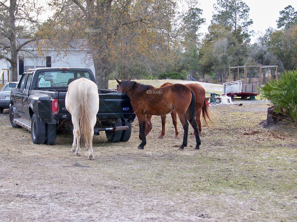 horses