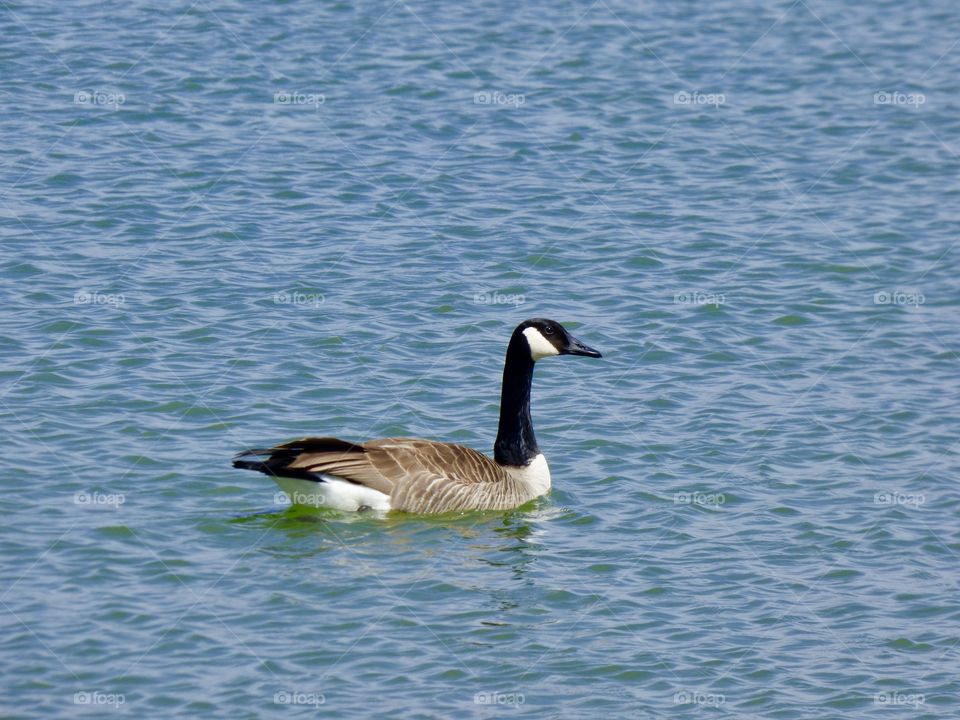 Swimming goose in Indiana 