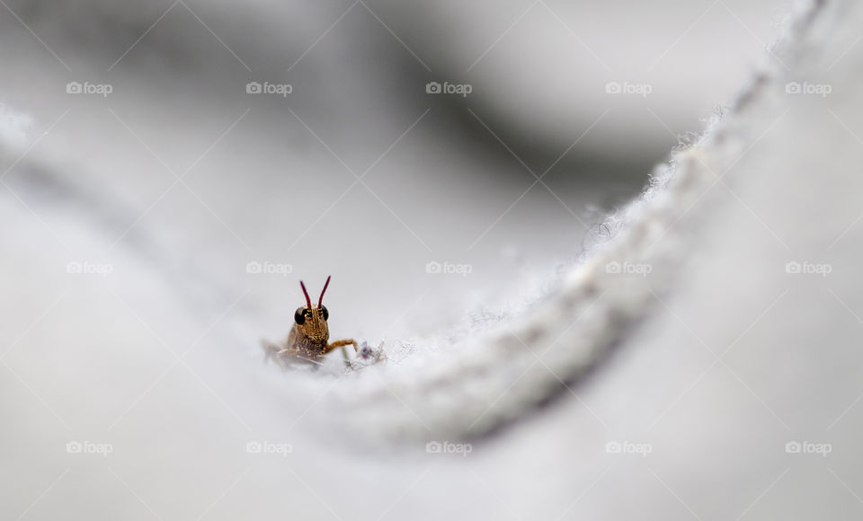 Grasshopper on the gray blanket background