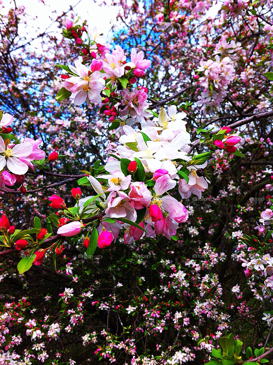 spring flower tree cherry blossom by silkenjade