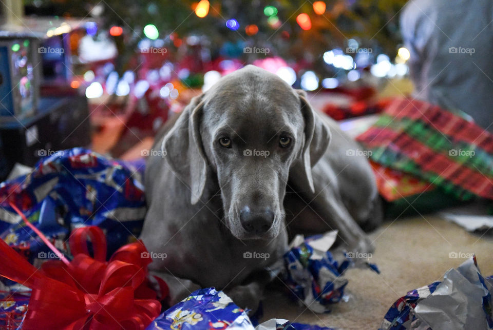 Weimaraner dog laying on Christmas wrapping paper in front of a Christmas tree