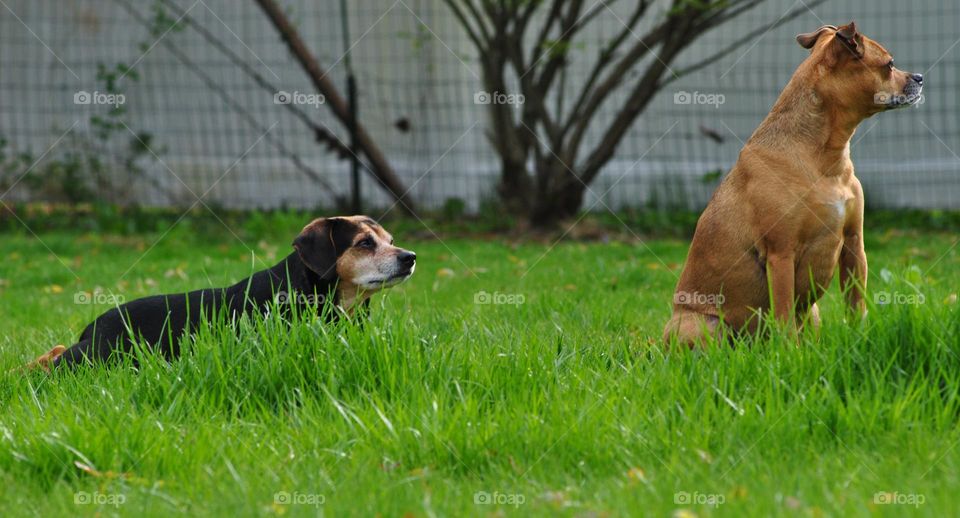 Frog Eye View of Two Pups in a yard