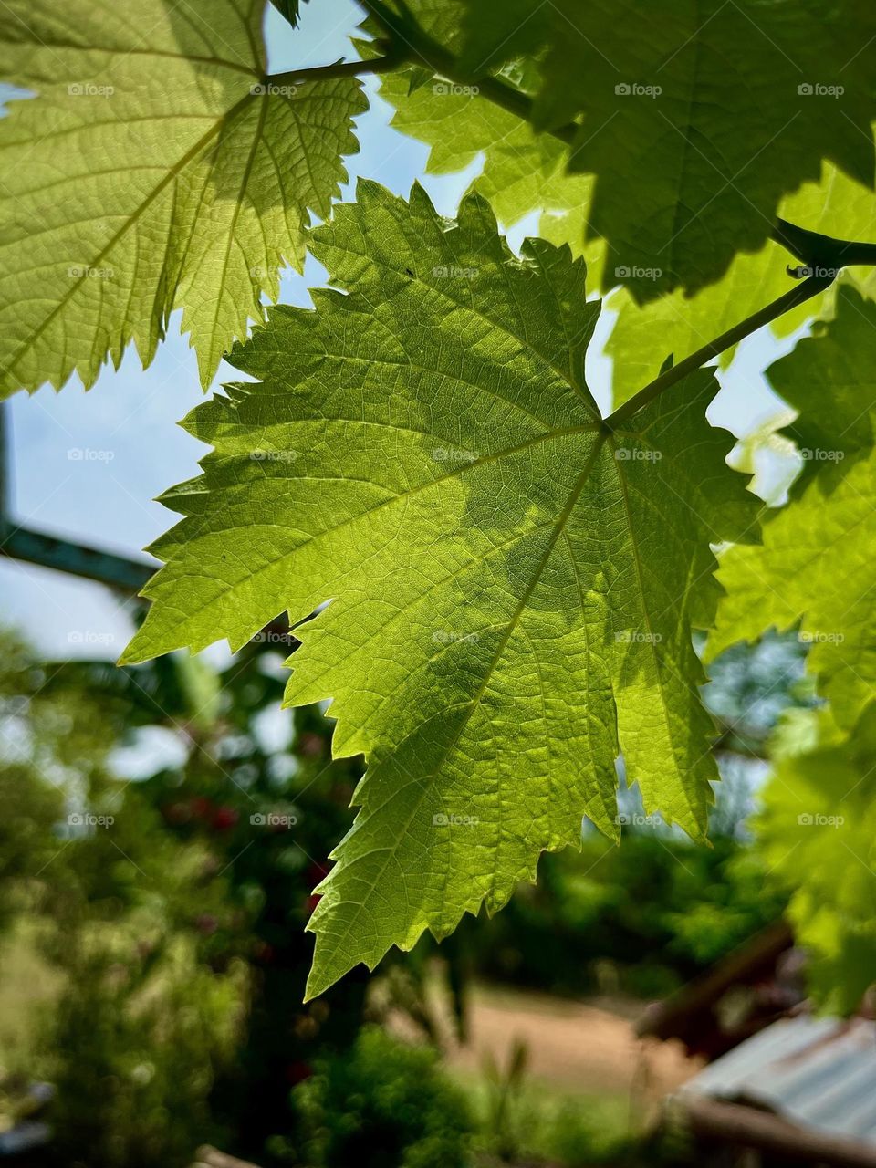 grapes leaves nature photography 