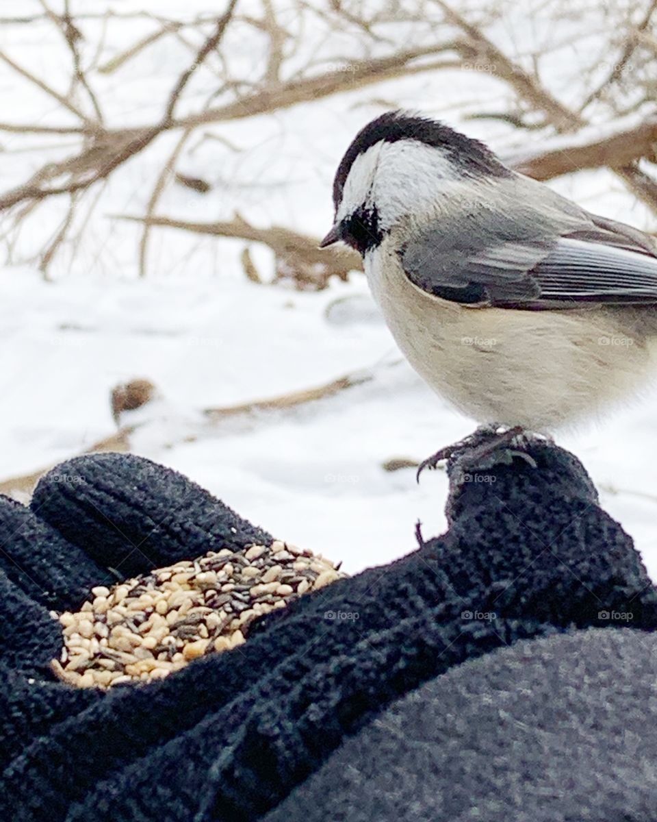 Chickadee 