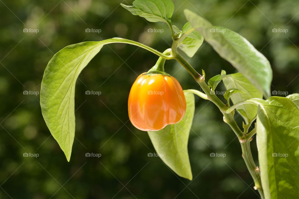 yellow pepper in the pot