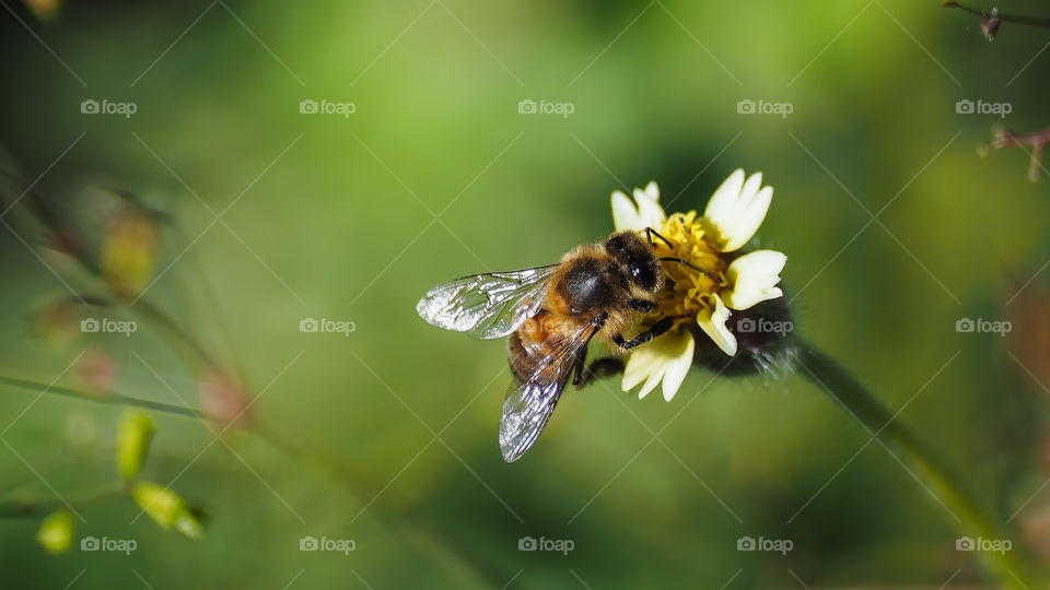 Flower pollination 