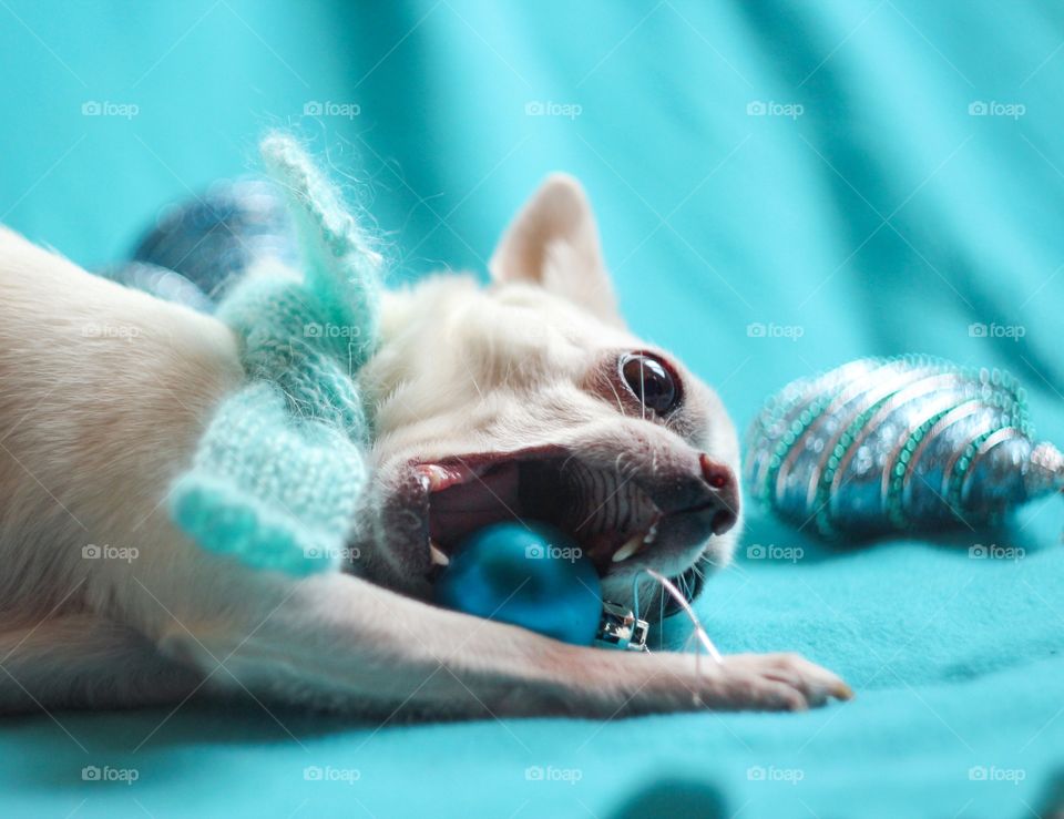 new year chihuahua tries Christmas decoration