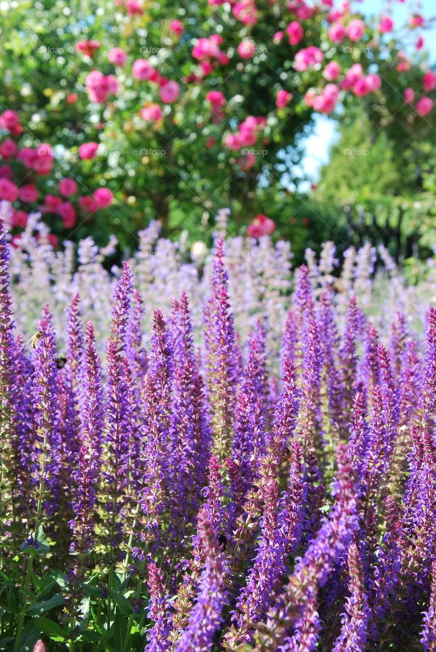 Flowering plants in field