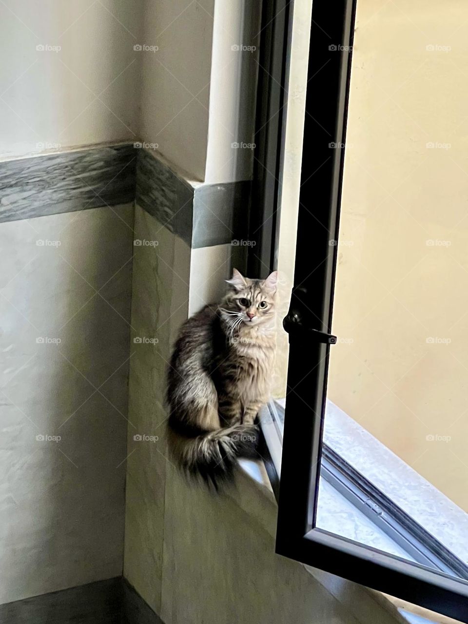 Cat on the window 