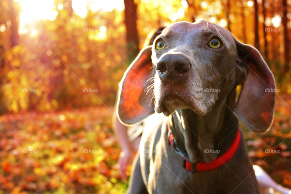 Dog looking away