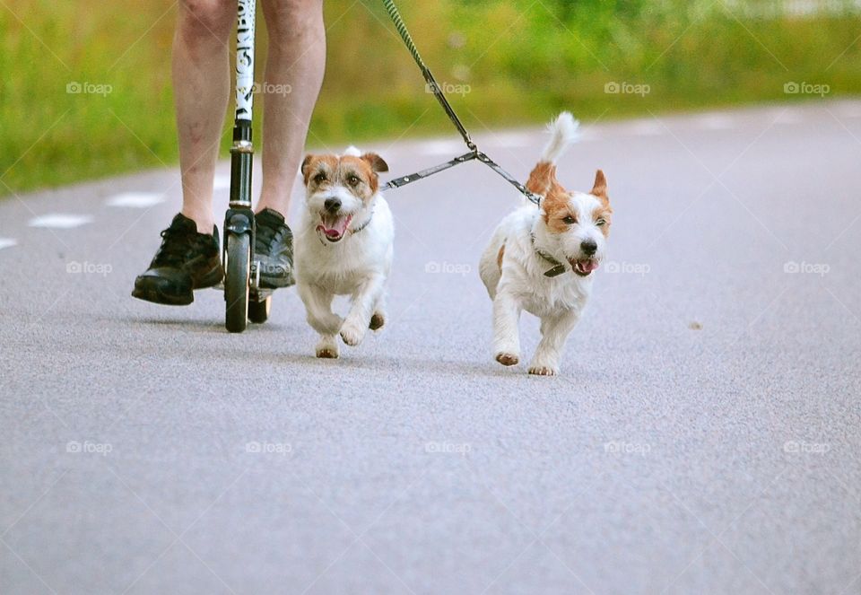 Dogs running