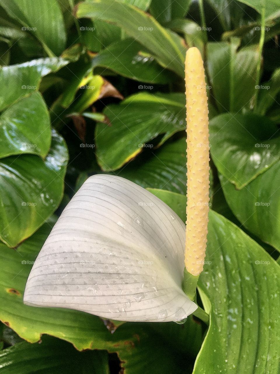 Flores muito bonitas, para alegrar e embelezar nosso dia!
#Fotografia é nosso hobby.
🌸 🌹 
#flor #flowers #flower #pétalas #garden #natureza #nature #flora #photography #fotografia