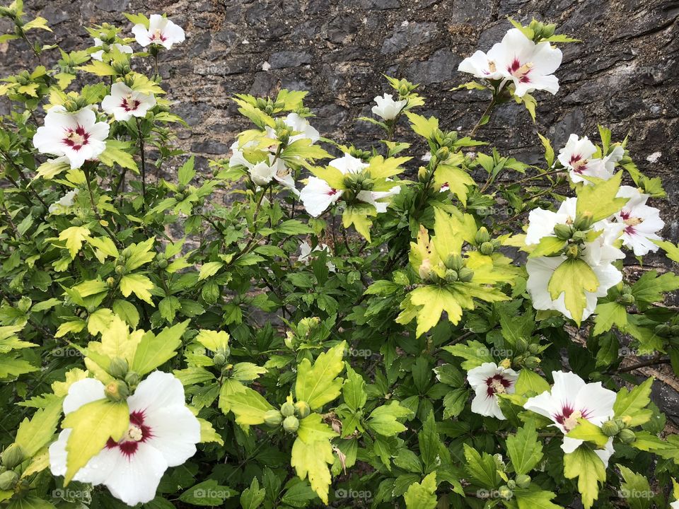 A lovely display of ‘Japanese’ rose against a back drop of attractive stone.