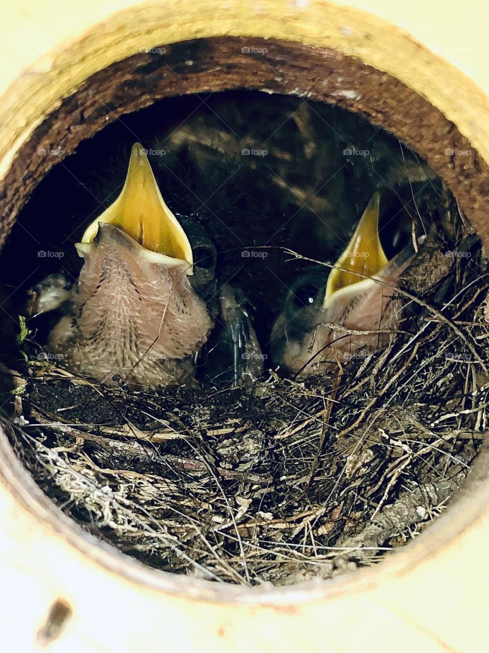 Two baby wrens waiting for mama to bring them their food in the bird house on the porch!