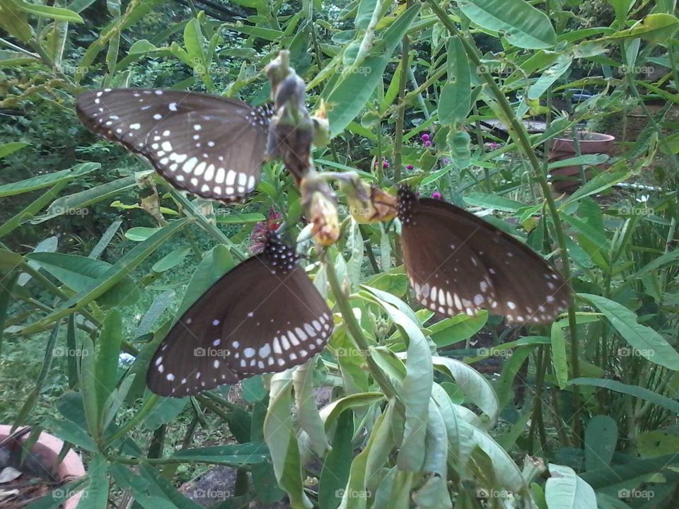 I Love butterfly