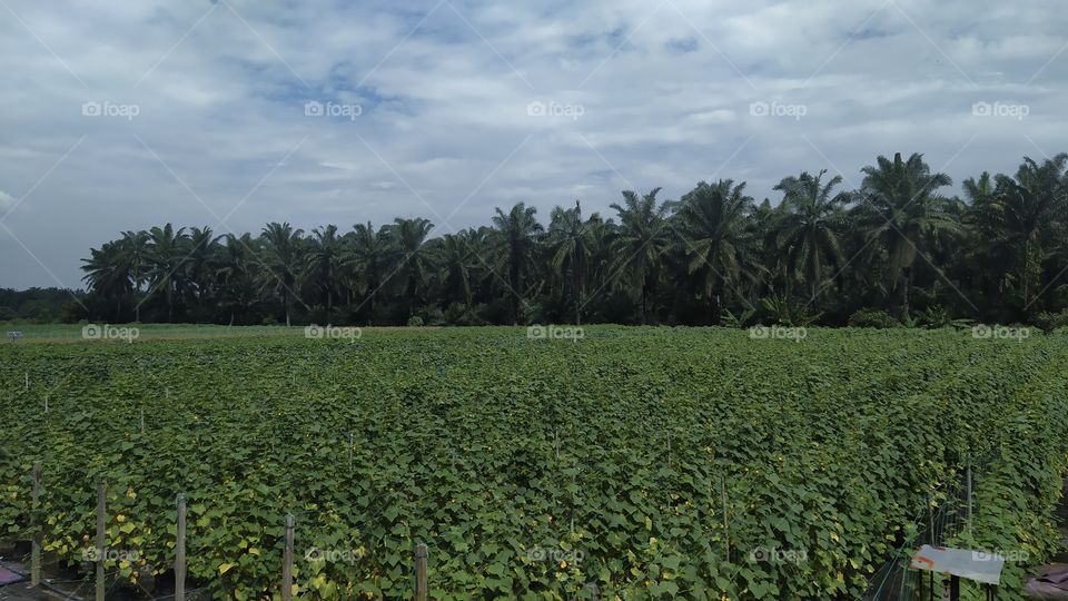 Fertigation Farm in front of oil palm plantations