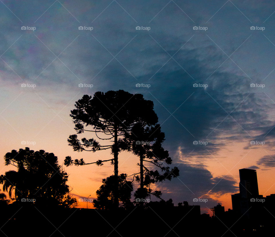 Silhouette of a tree