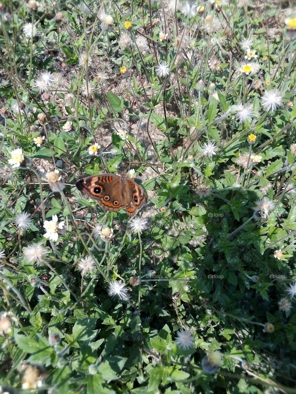 mariposa viajera