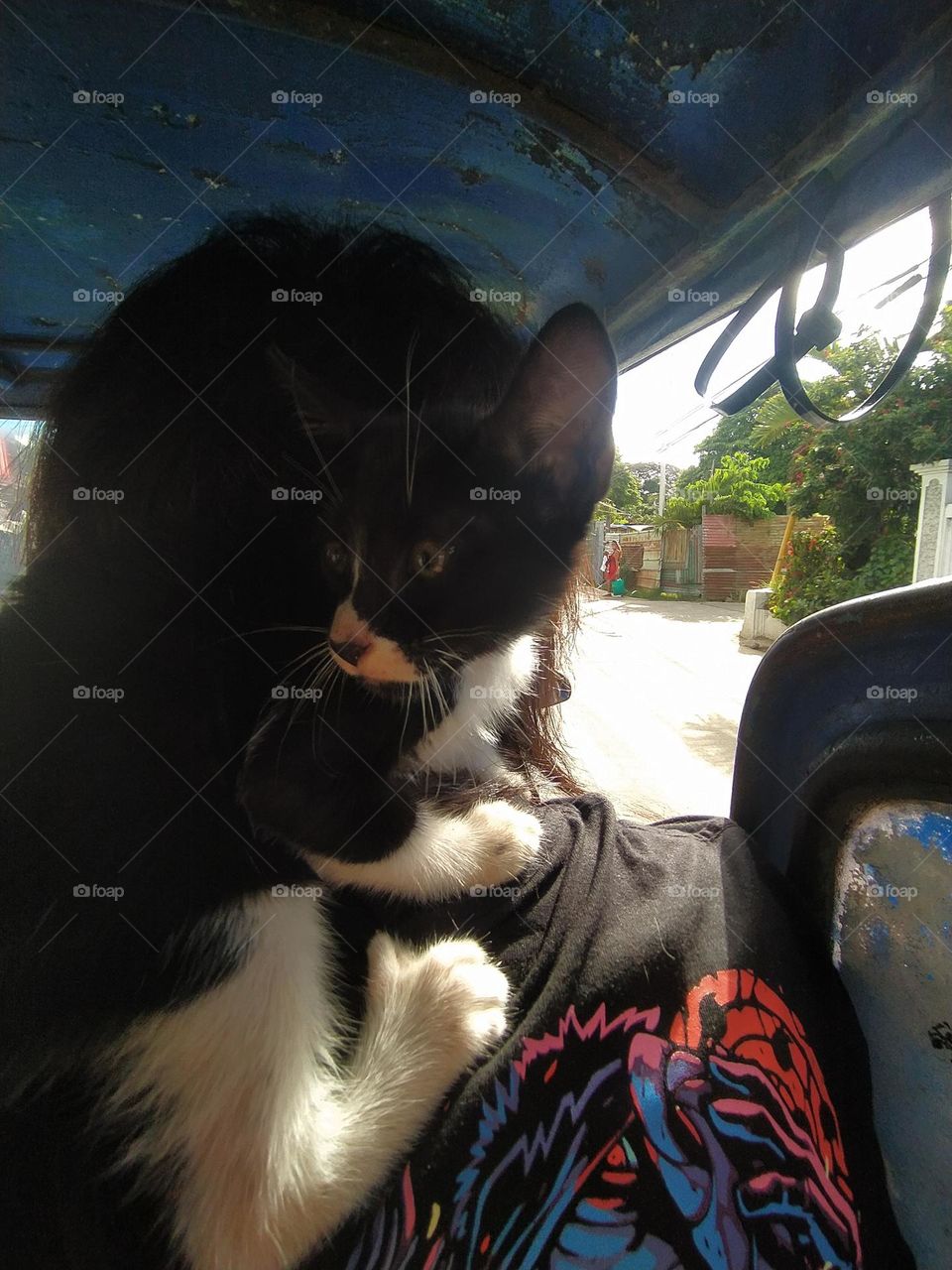 Go out with kittens~