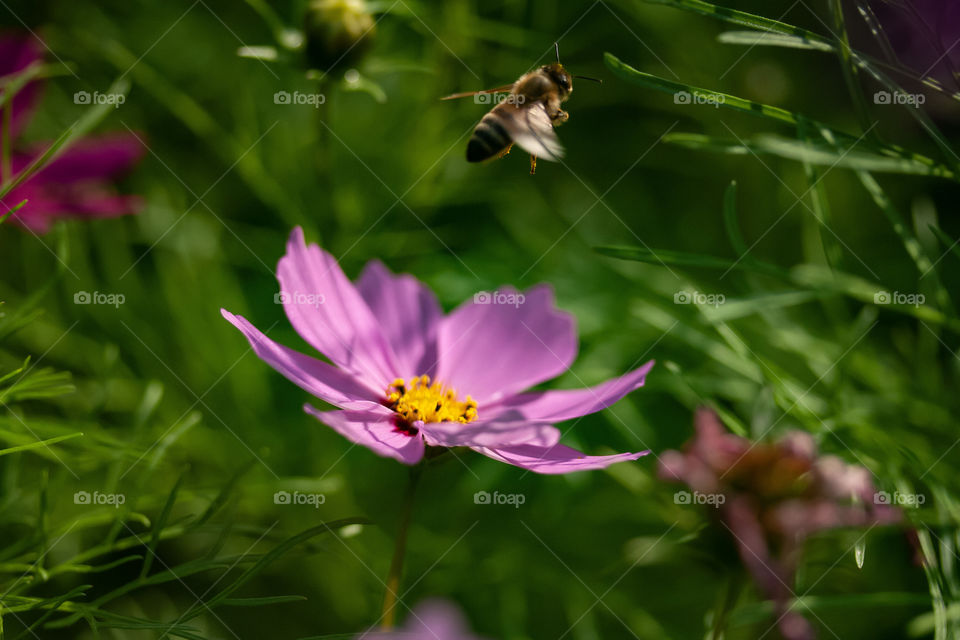 Honey Bee flying away from Cosmos