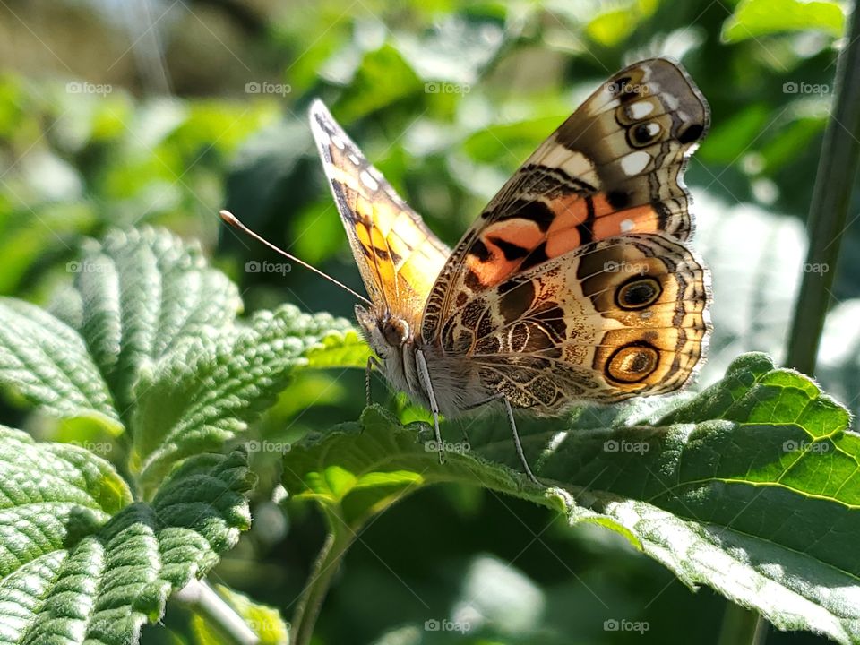 Beautiful colorful Spring butterfly standing on a green leaf whith it's wings partially open.