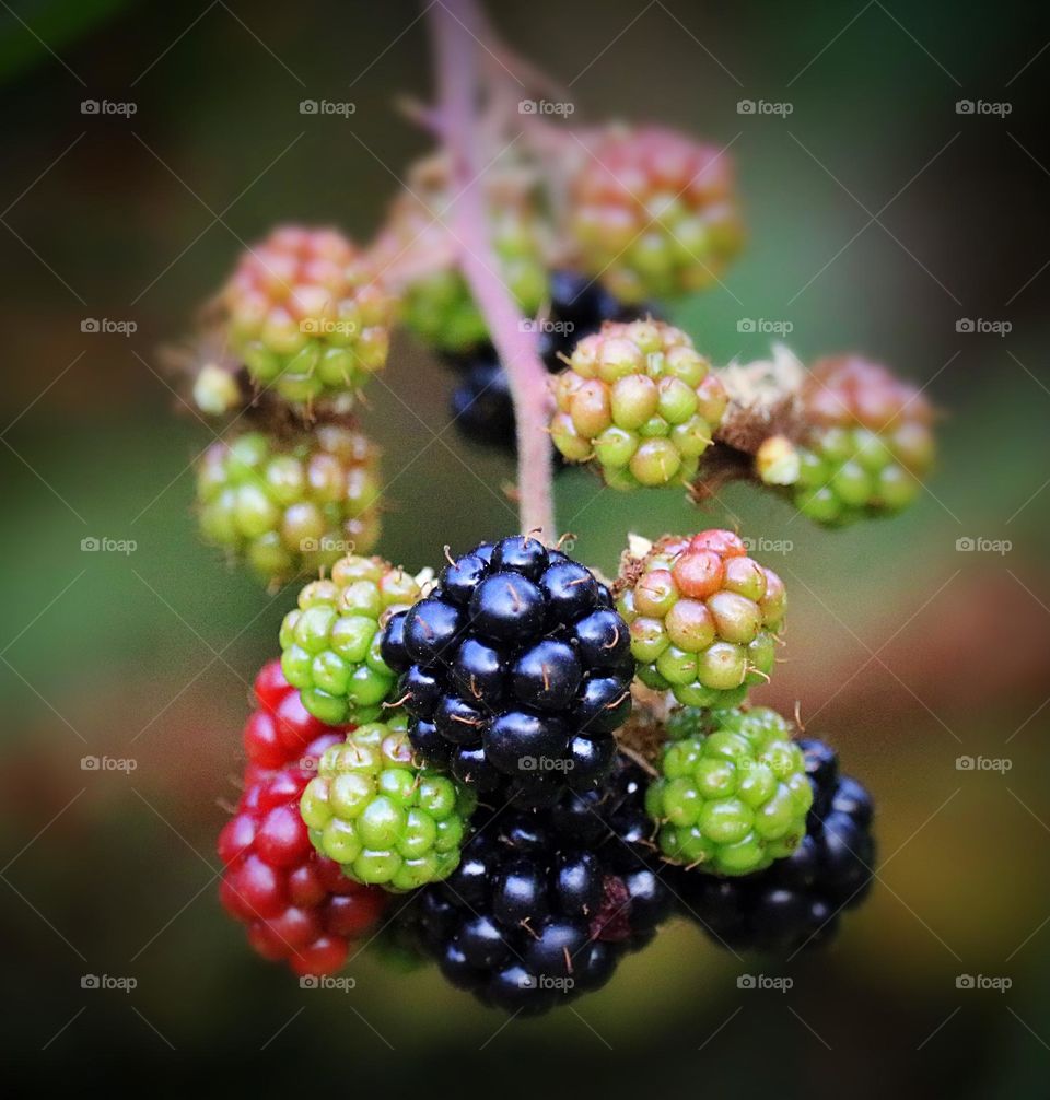 Blackberries ripen on the vine in Washington State as the summer weather heats up