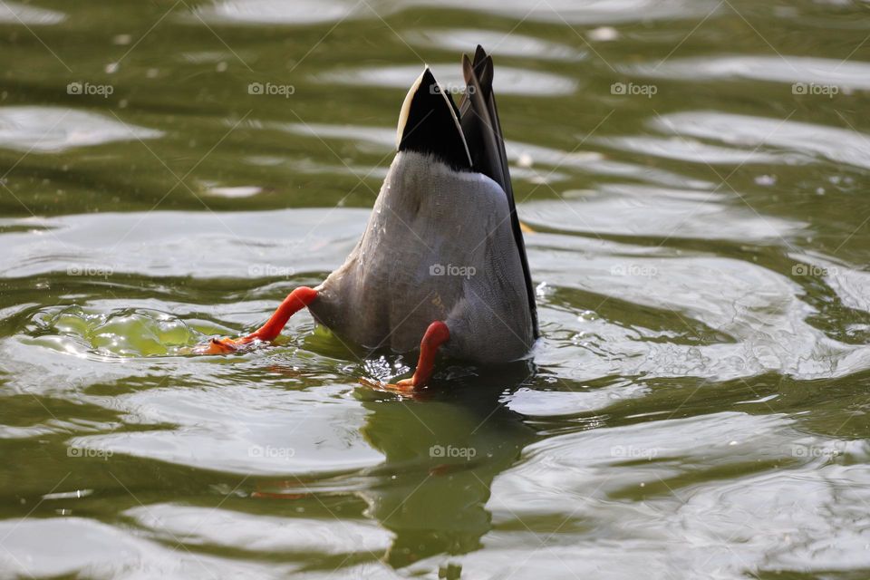 Duck diving 