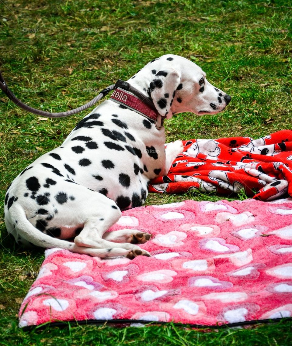 Picnic time