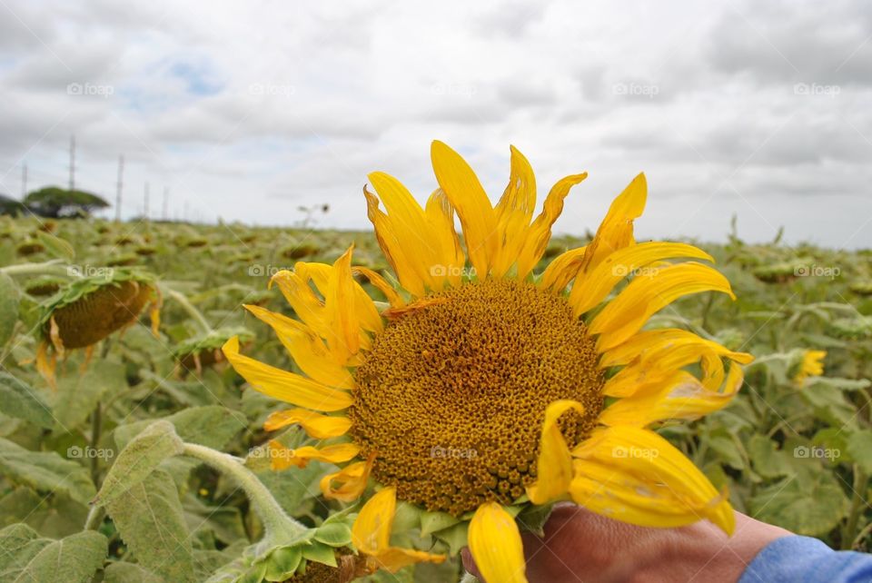 Sunflower field in Hawaii