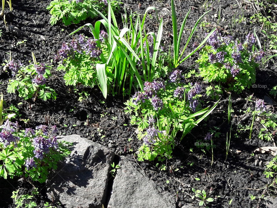park spring time sun sunny colors colorful nature wild plants flowers amazing stunning cool nice weather hot lovely sky forest grass view splendid