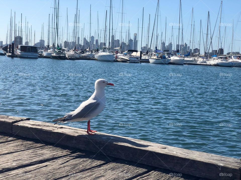 A gull planning a new flight