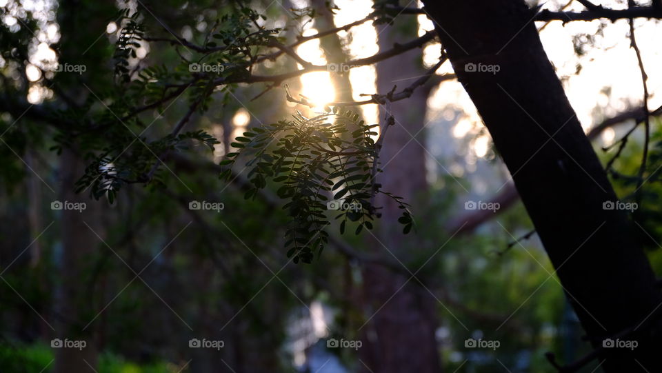 Sunlight streaming through trees