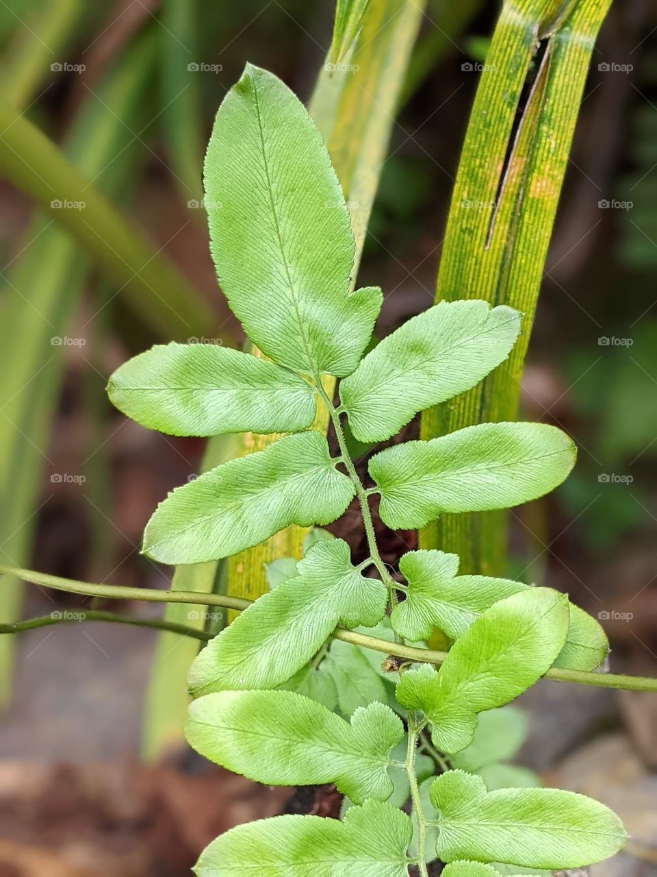 Lygodium microphyllum🌿