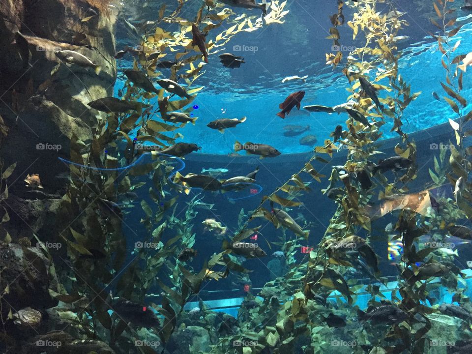 Aquarium 