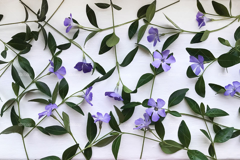 Floral pattern made of purple spring periwinkles on white rustic background 