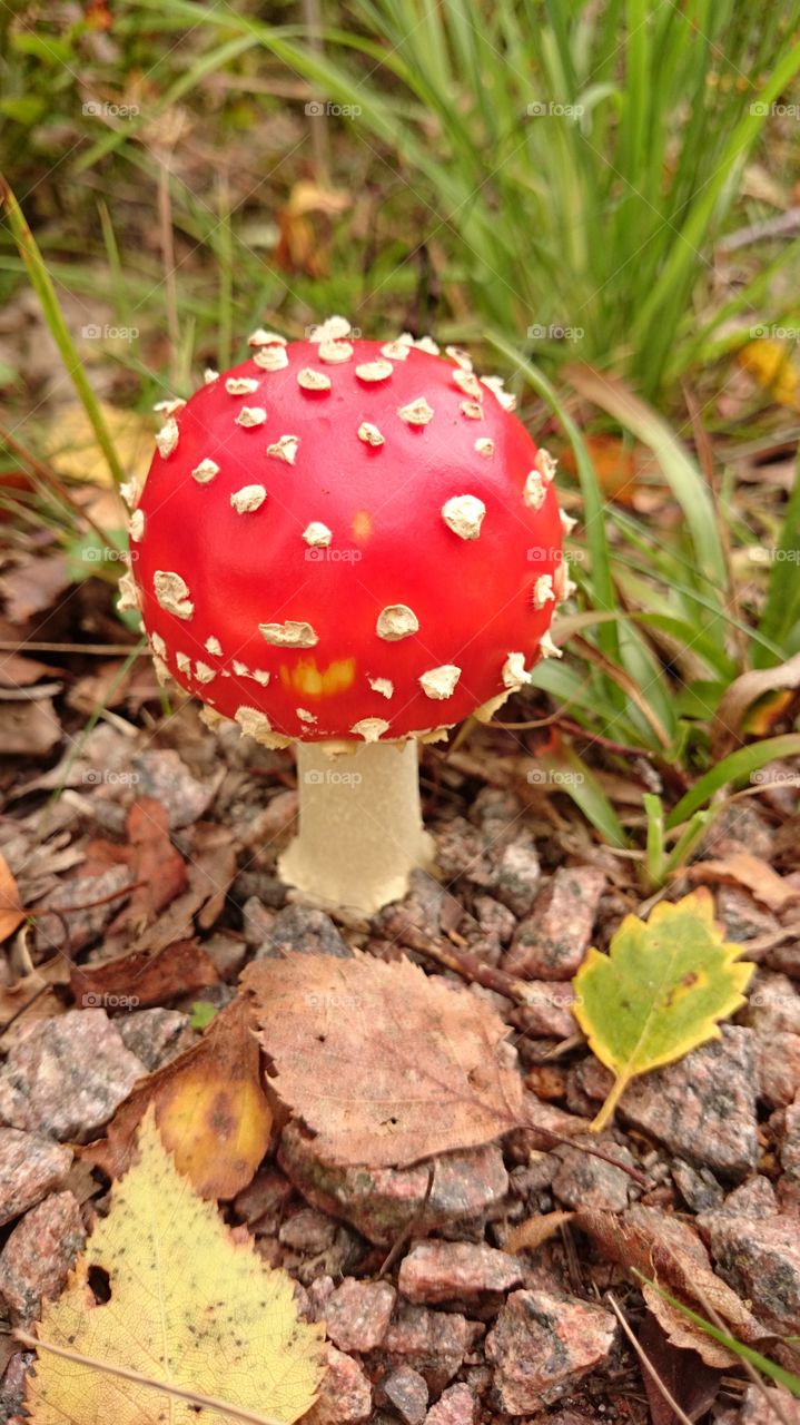 High angle view of fly agaric mushroom