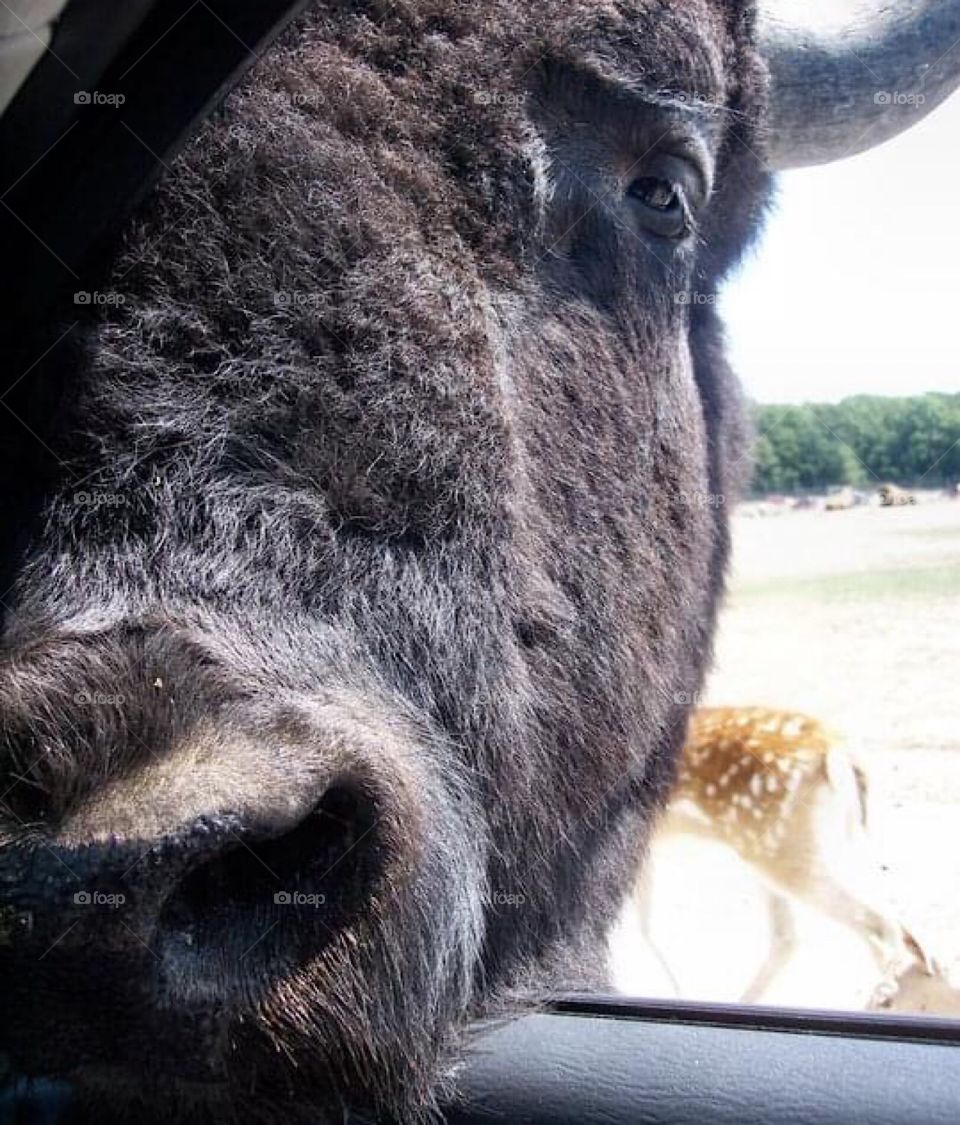Buffalo in the car window 