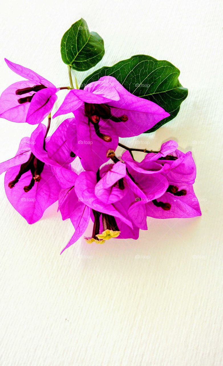 Bougainvillea