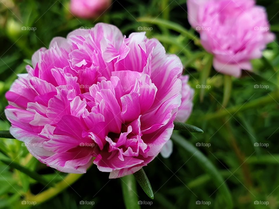 my beautiful Portulaca grandiflora