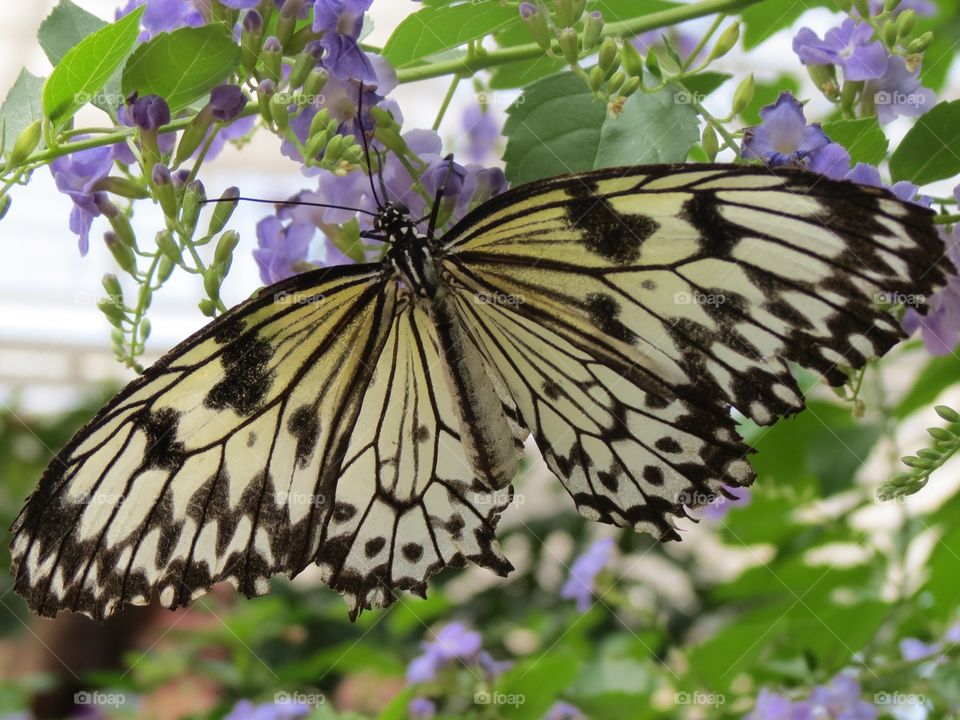 Malabar Tree Nymph butterfly with open wings.