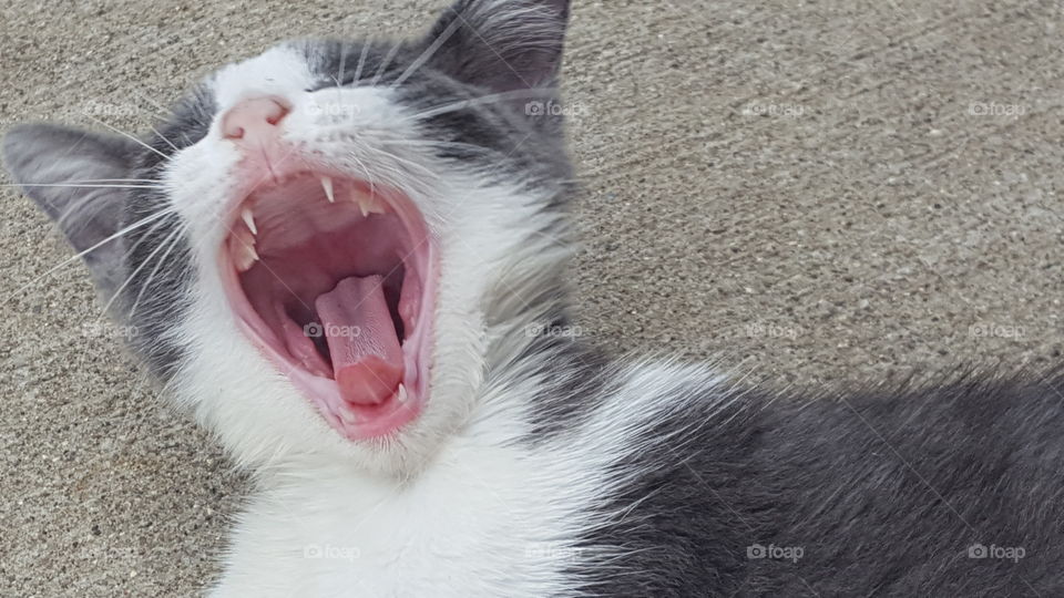Close-up of a yawning kitten