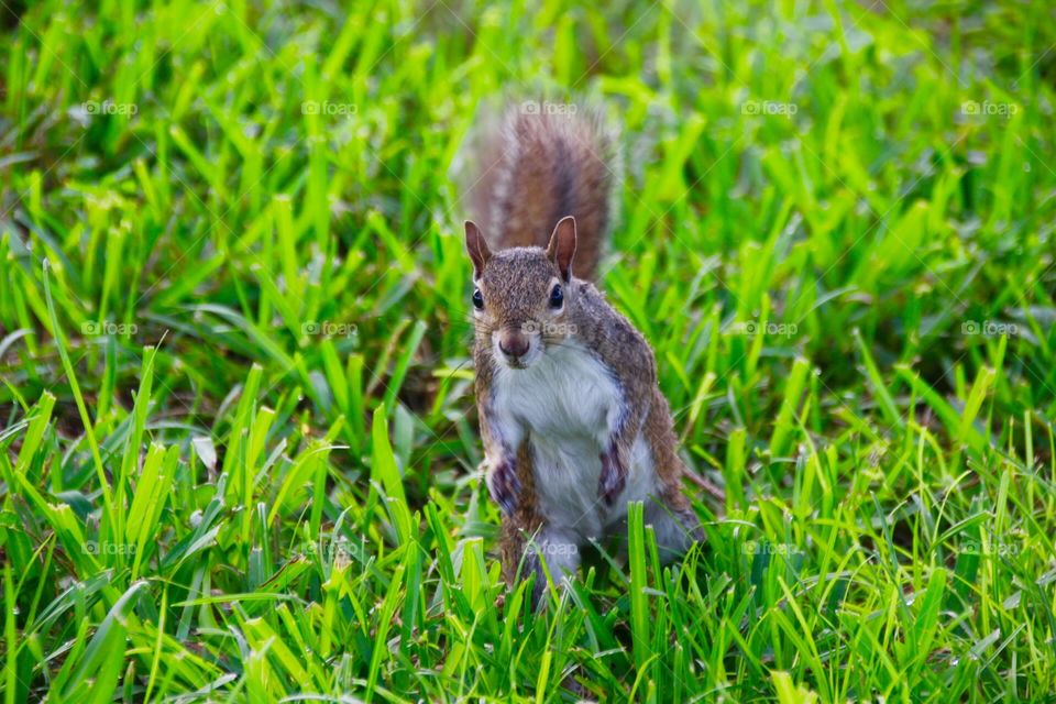 Cute squirrel 